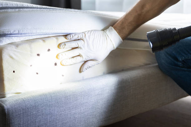 Best Termite Control Services  in Russell Springs, KY